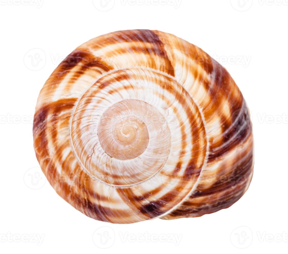 helix shell of burgundy snail isolated on white photo