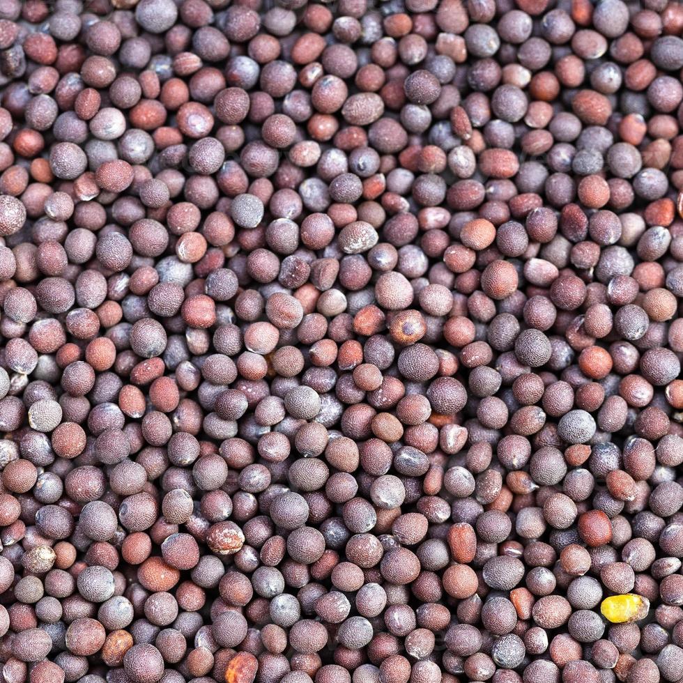 brown seeds of brassica nigra mustard close up photo