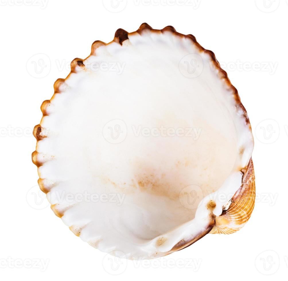 empty brown shell of cockle isolated on white photo