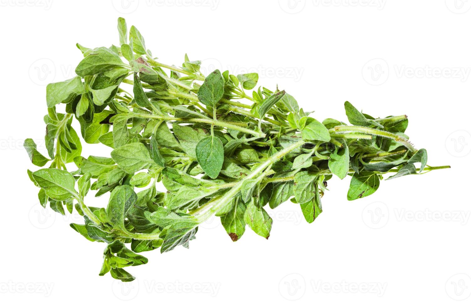 bunch of fresh Oregano herb isolated on white photo