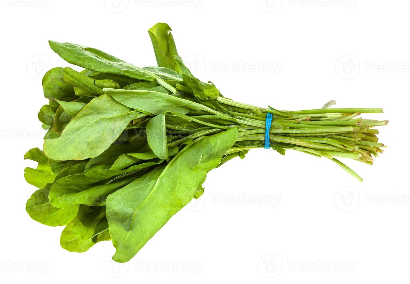 bunch of fresh green sorrel herb isolated photo