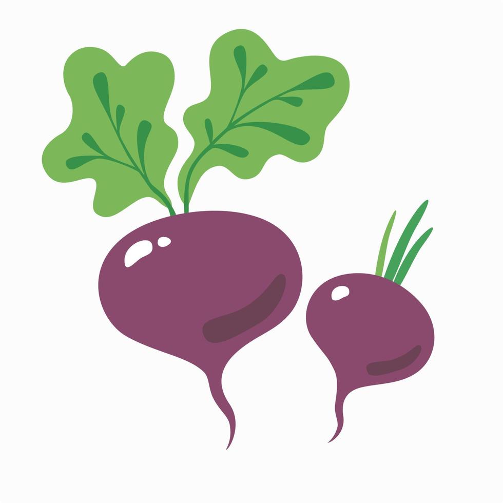 Beet root icon isolated on white background. Vector illustration.