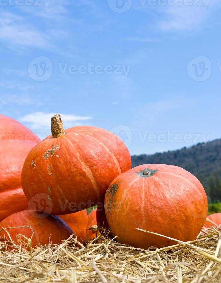pumpkins-in-farm-11388292-stock-photo-at-vecteezy