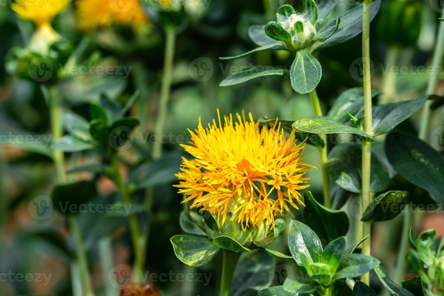 Safflower (Carthamus tinctorius) field