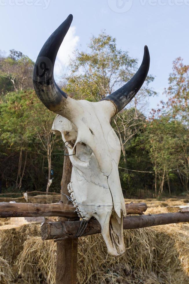 Skull buffalo in fram photo