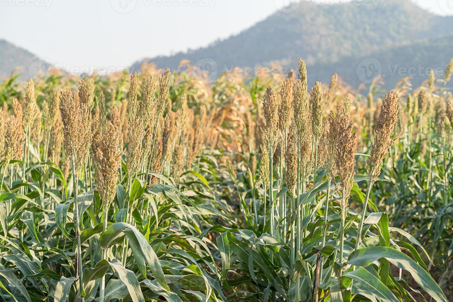 Millet or Sorghum in field of feed for livestock photo