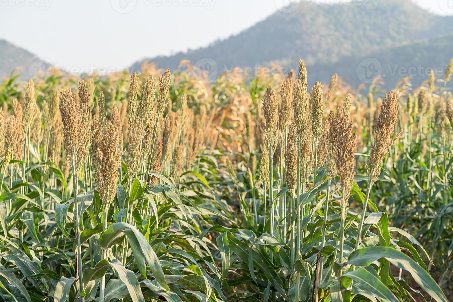 Millet or Sorghum in field of feed for livestock photo