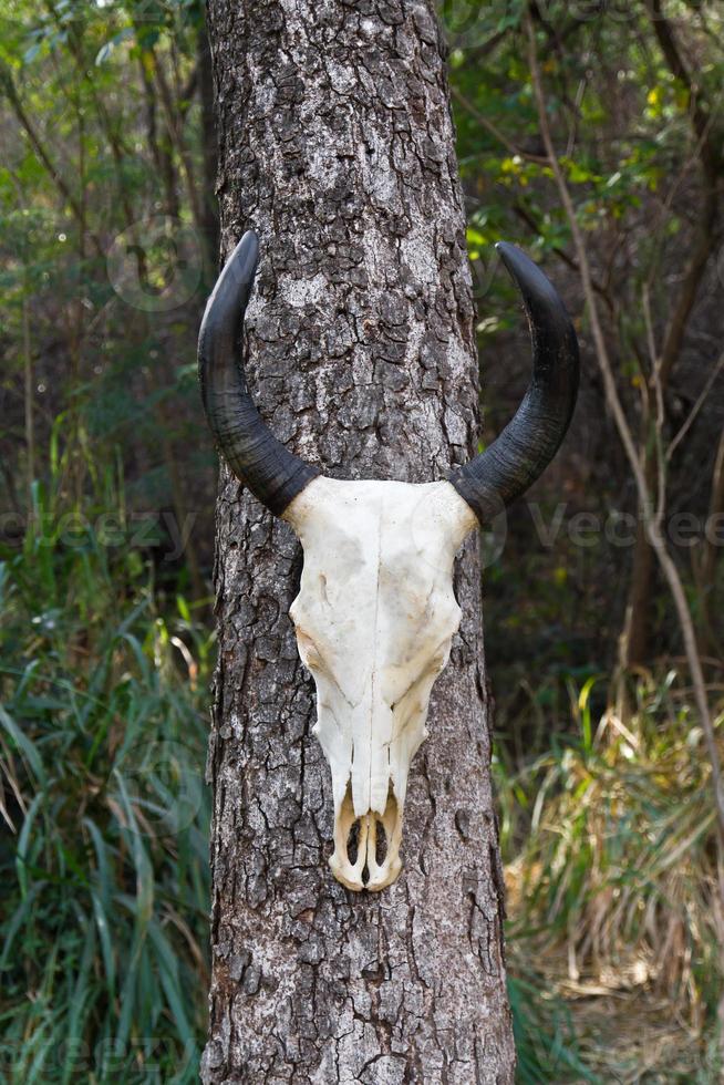 Skull buffalo on tree photo