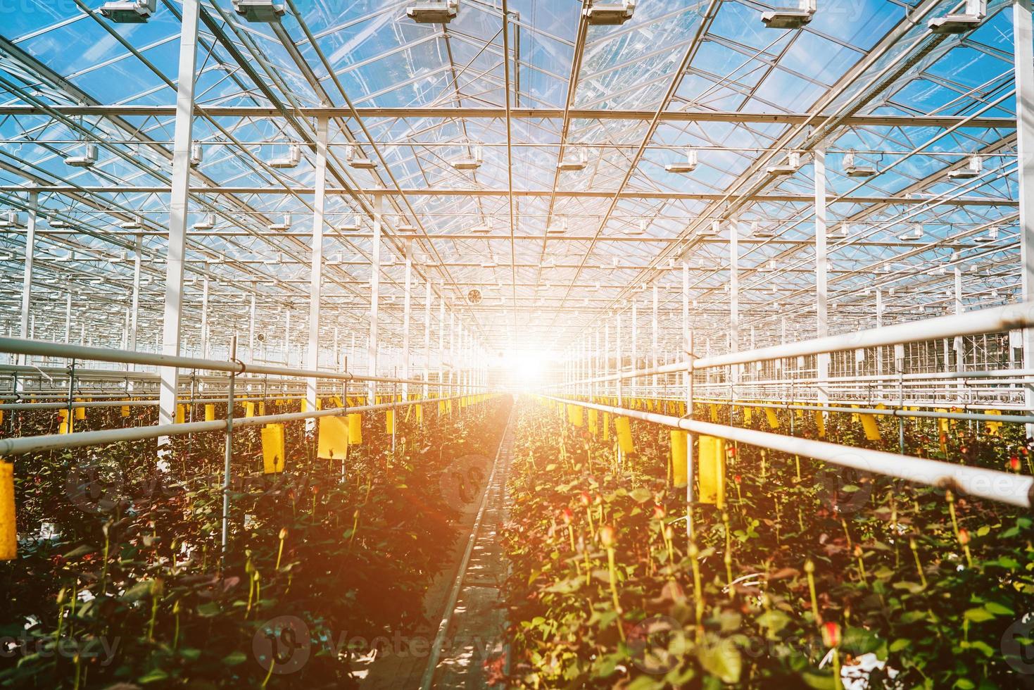 Greenhouse roses growing under daylight. photo