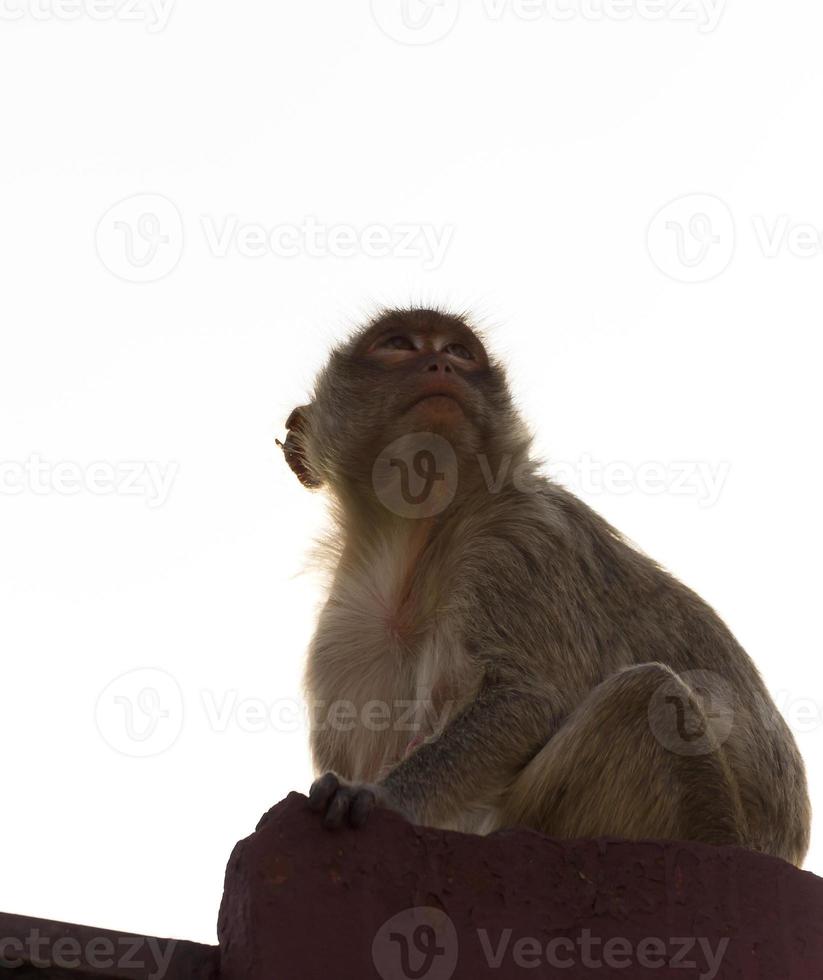 Monkey in Thailand photo