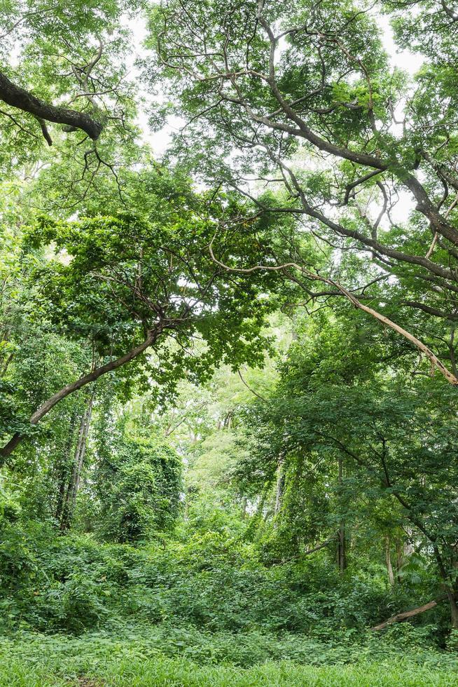 Tropical rainforest jungle in Thailand photo