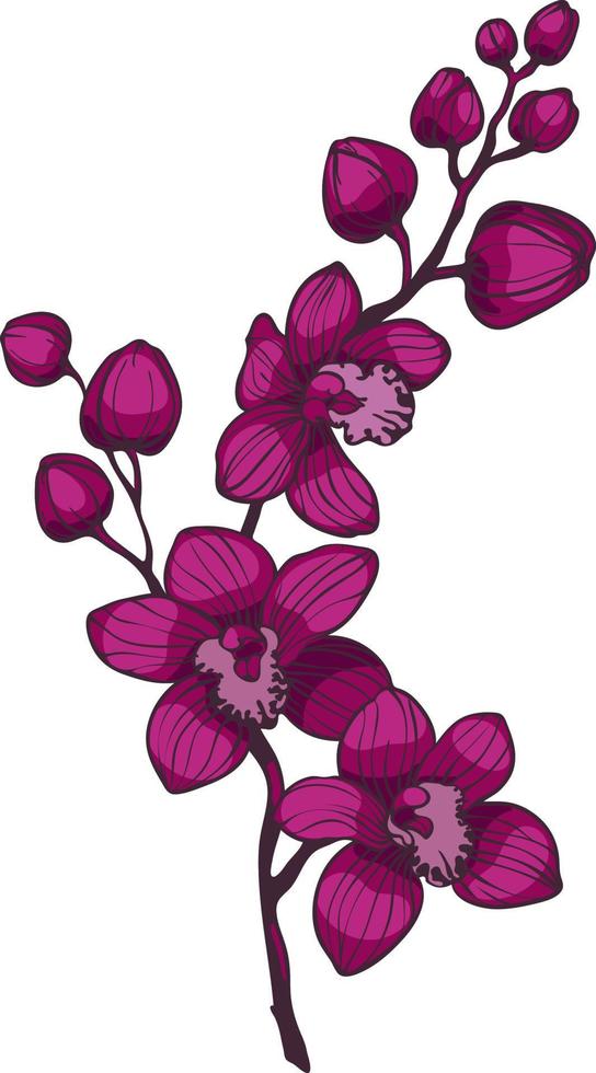 branch with purple orchid flowers, vector illustration