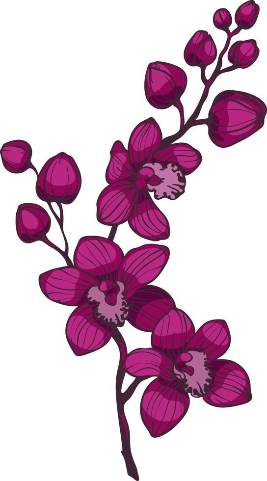 rama con flores de orquídeas púrpura, ilustración vectorial vector