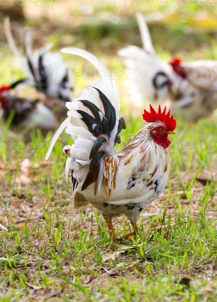 White Bantam in fram photo