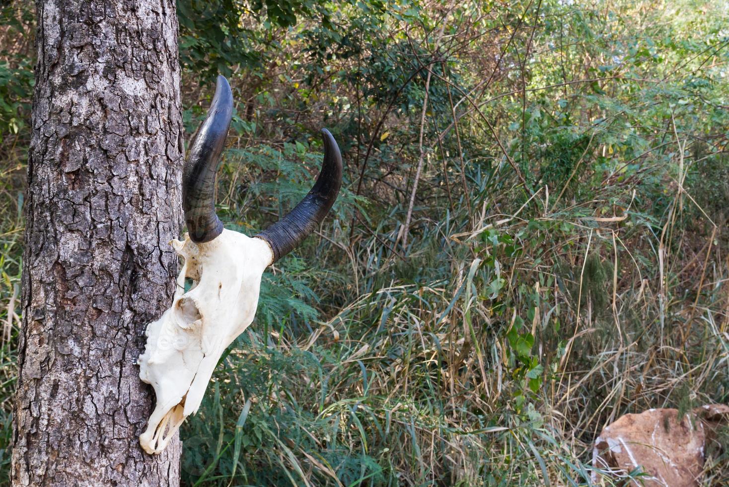 Skull buffalo on tree photo