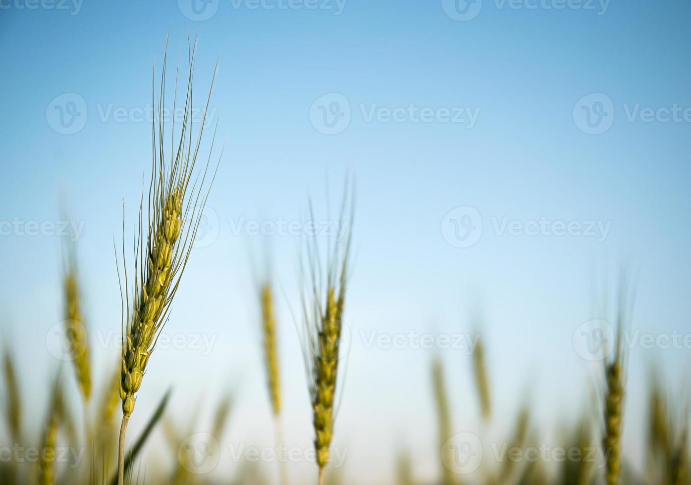 imagen de granos de cebada creciendo en un campo foto