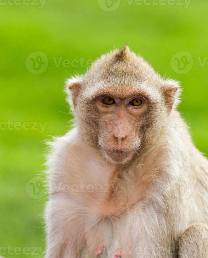 Macaque mongkey closeup photo