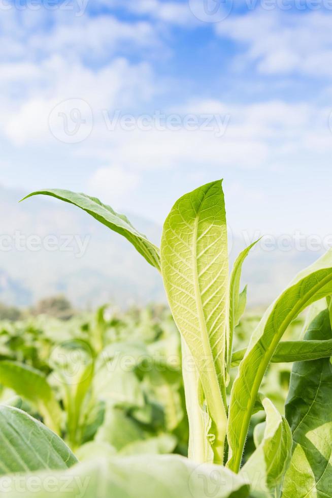 Nicotiana tabacum  herbaceous plant photo