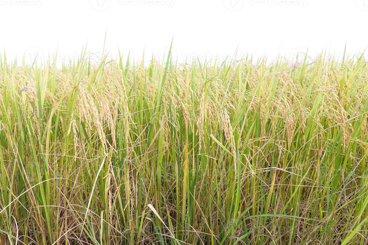 Rice fields in the tropics on white photo