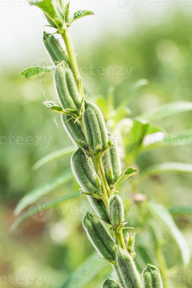 Sesame seed flower on tree in field photo