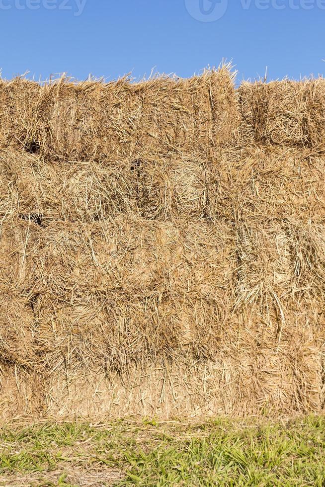 Field with bales of hay photo