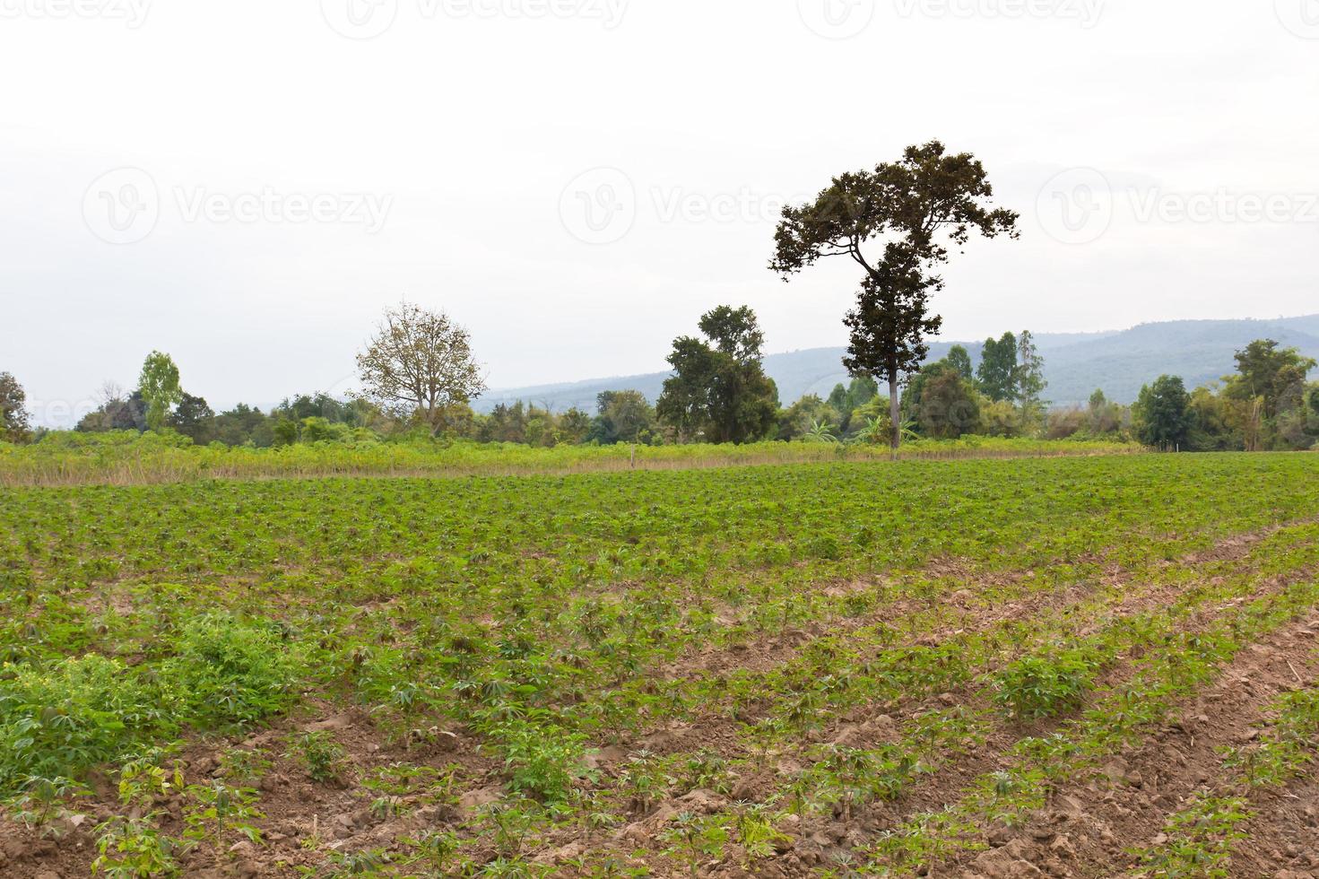 Cassava plantation field photo