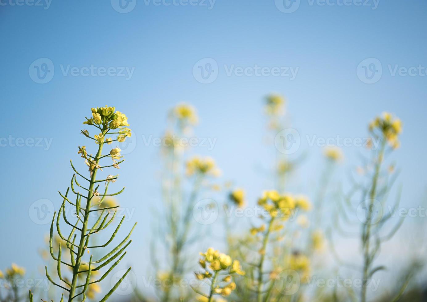 Rapeseed flower branch in blue sky photo