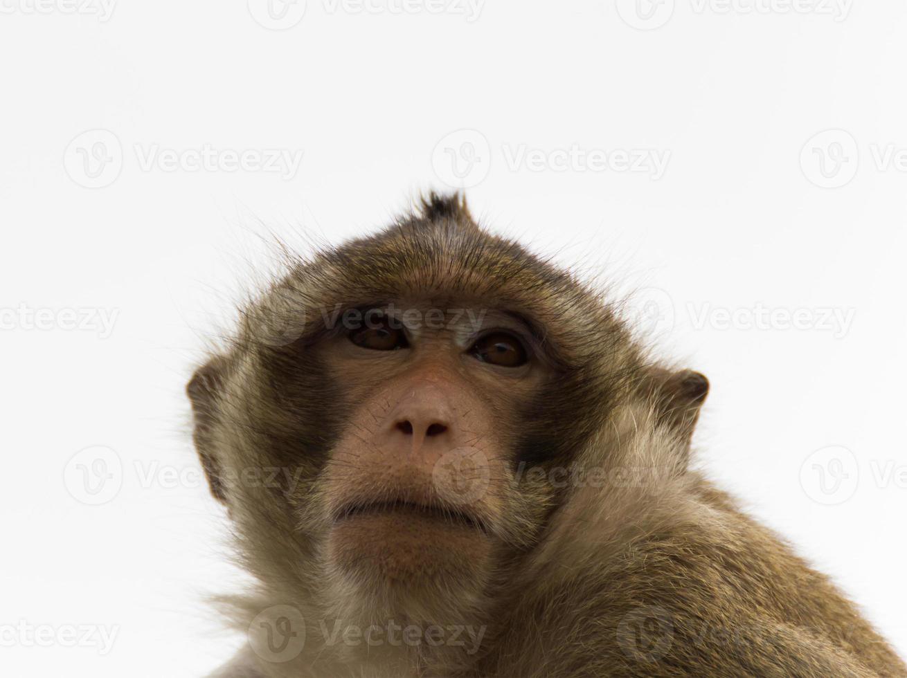 Macaque mongkey closeup photo
