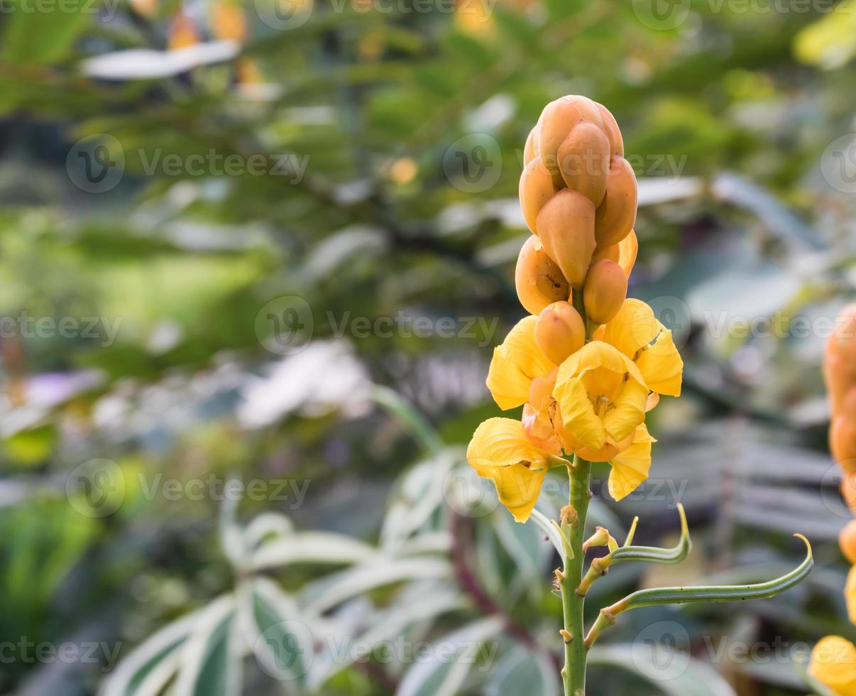 vela de navidad, flor de arbusto de tiña foto