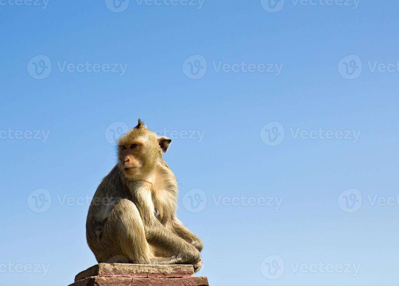 Macaque monkey on sky photo