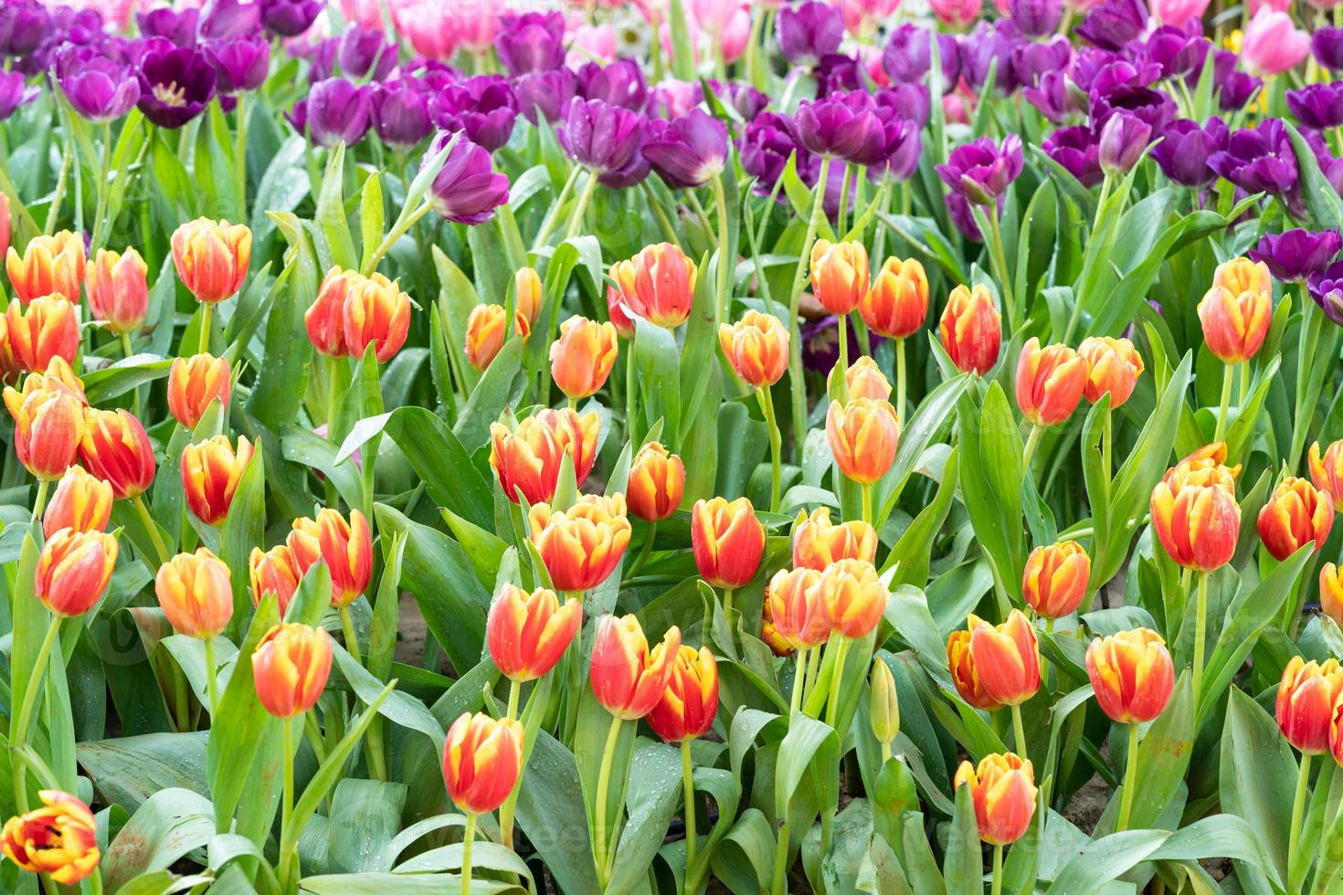 tulipanes rojos y morados foto