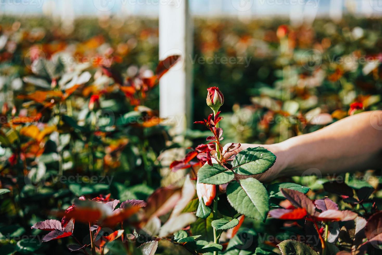 Someone is cutting a rose in a greenhouse photo