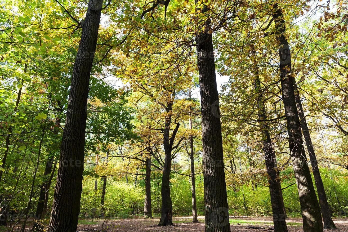 oak grove in forest in sunny october day photo