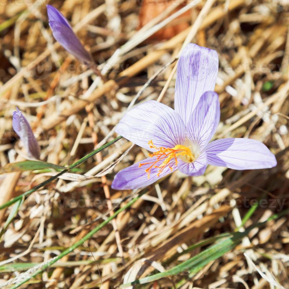 flor de azafrán de otoño en crimea foto