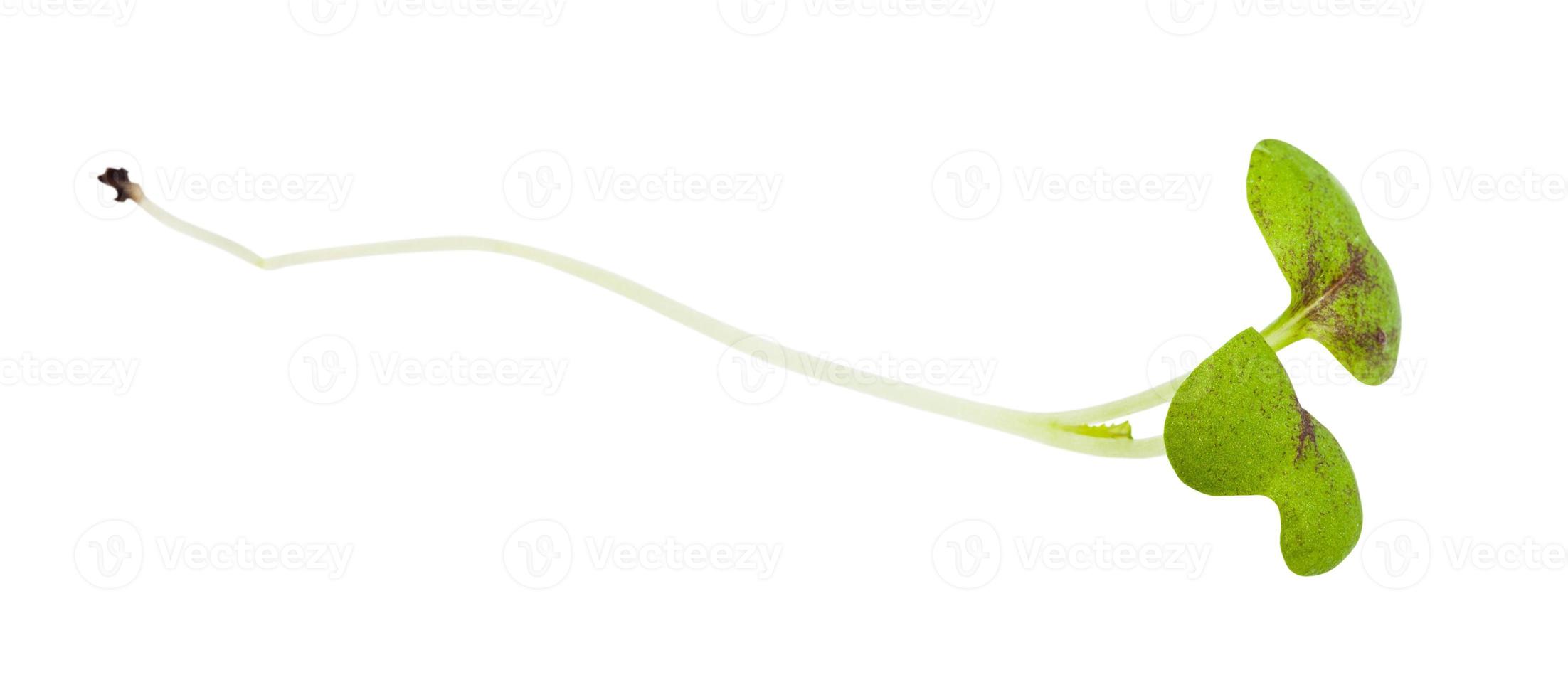 twig of fresh green mustard cress isolated photo