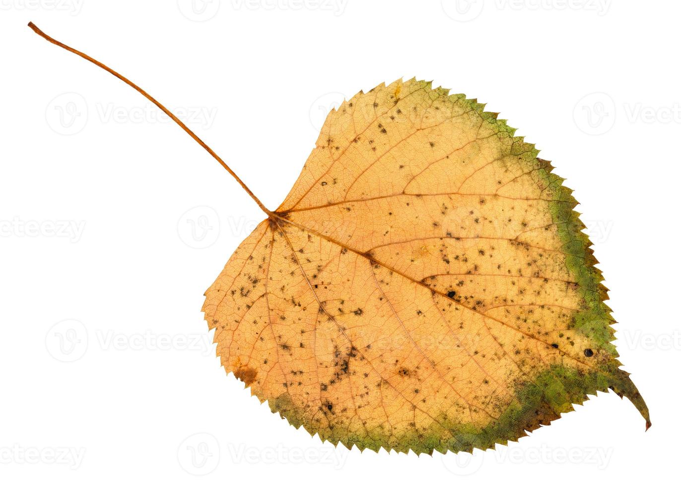 back side of fallen rotten leaf of linden tree photo