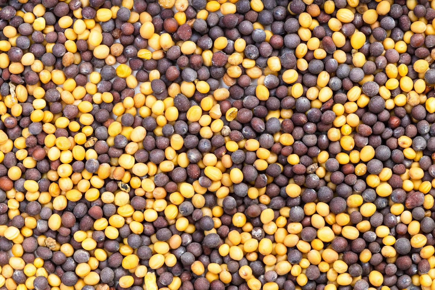 background - many yellow and brown mustard seeds photo