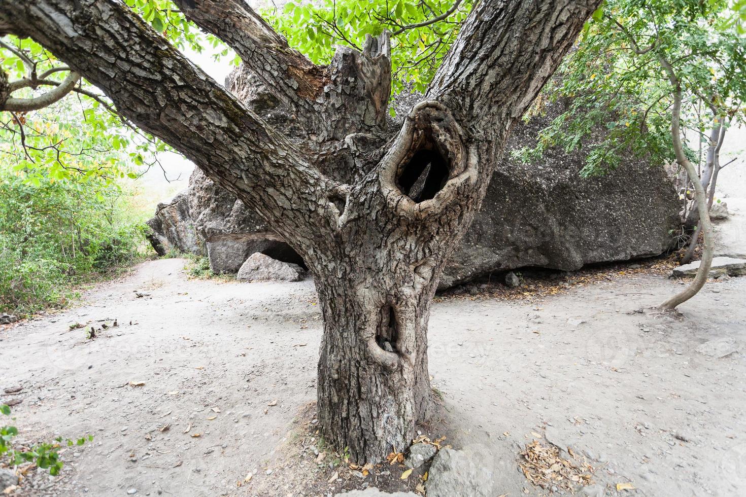 old walnut tree in natural park Valley of Ghosts photo