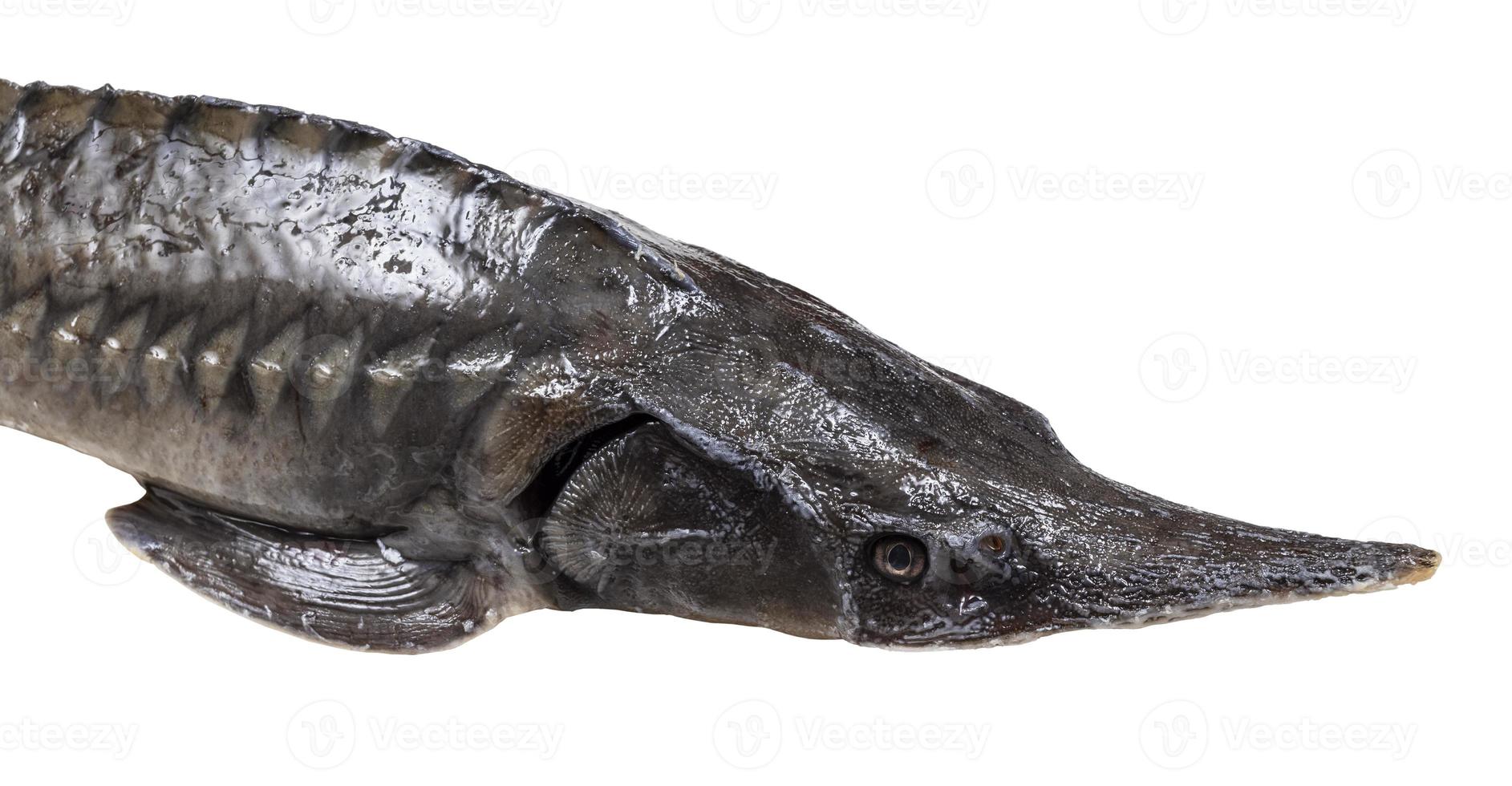 head of fresh sturgeon fish isolated on white photo