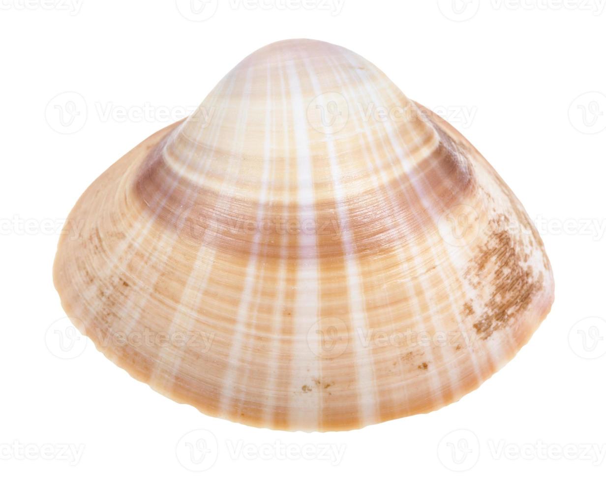striped brown conch of clam isolated on white photo