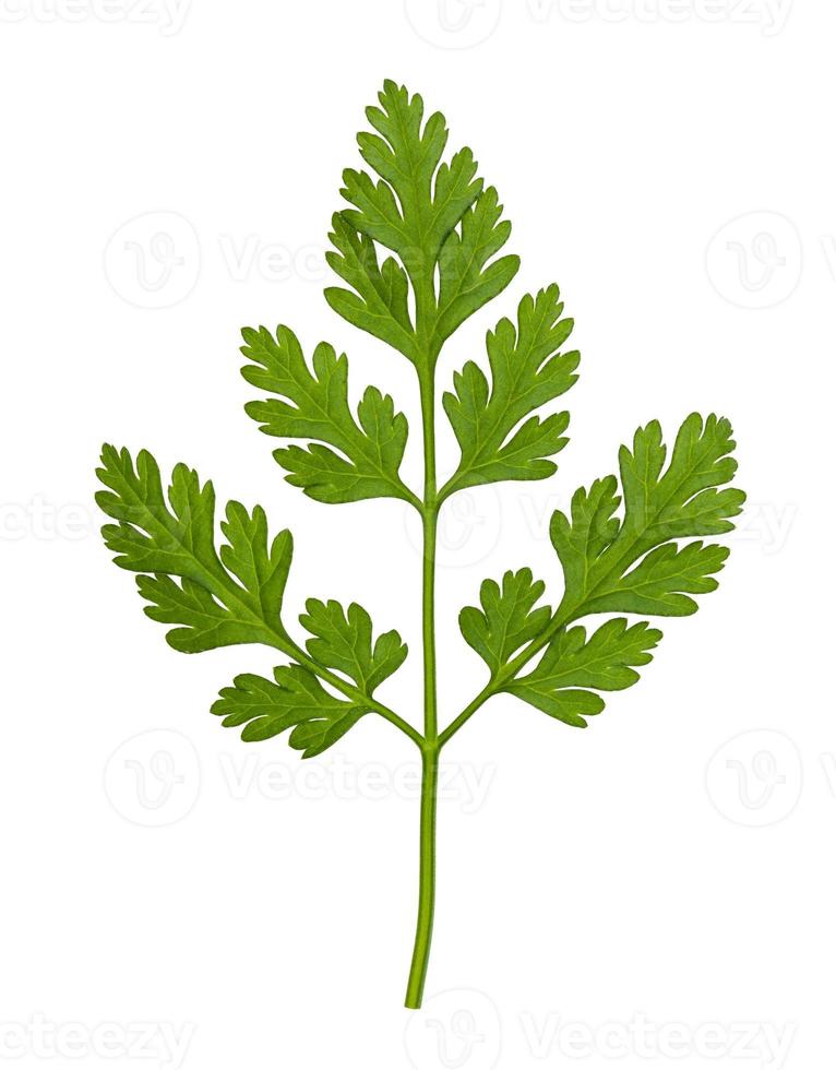 leaves of fresh Chervil herb isolated photo