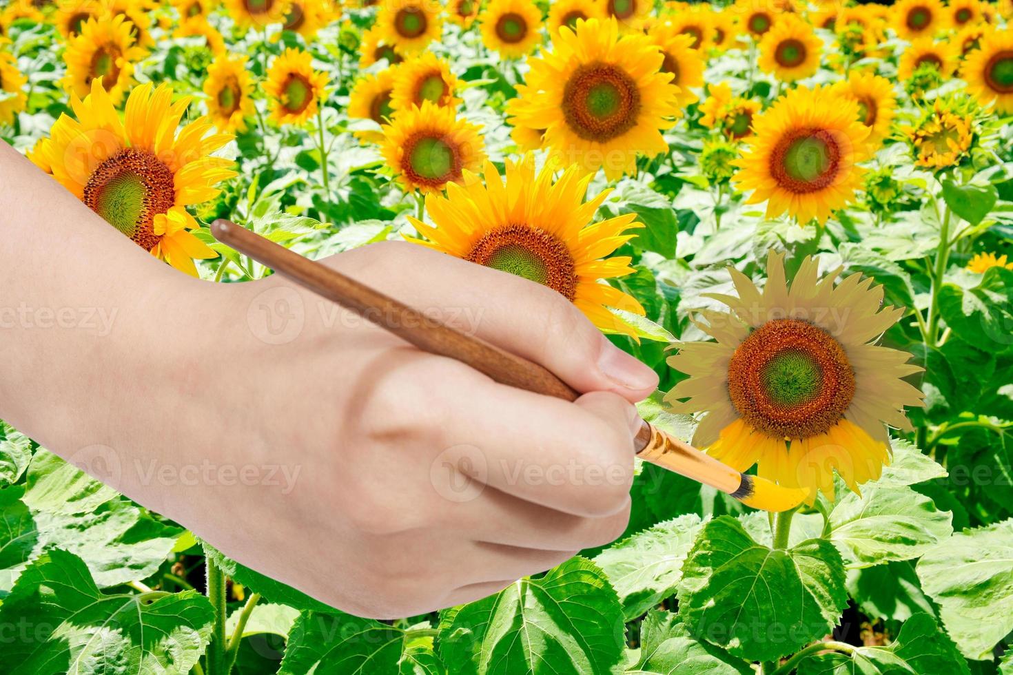 pantalones de pincel amarillo pétalos de girasol foto