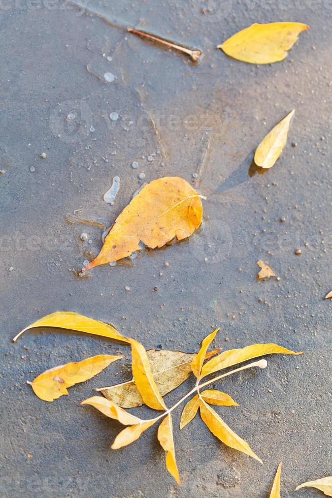 yellow fallen leaves in frozen puddle photo