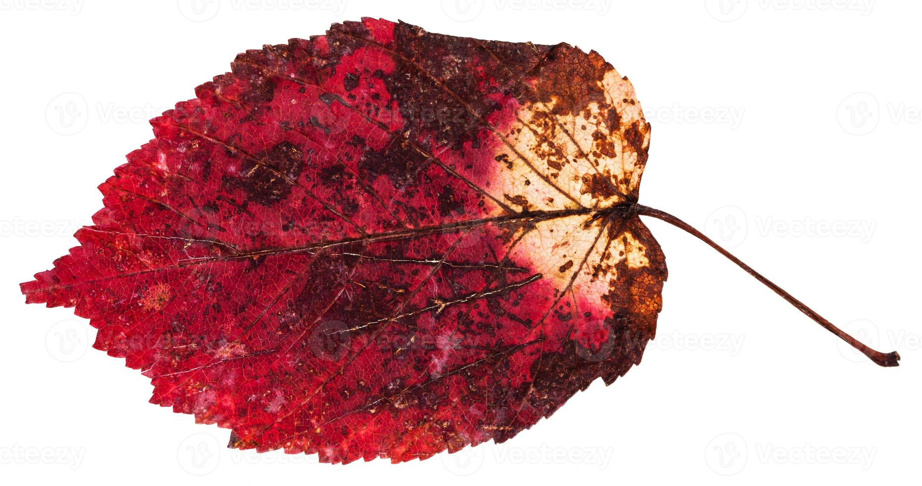 hoja seca roja del árbol de arce con hojas de ceniza aislado foto