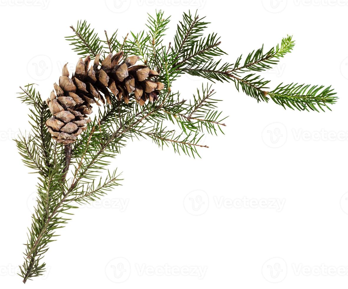 branch of spruce tree with cone on white photo