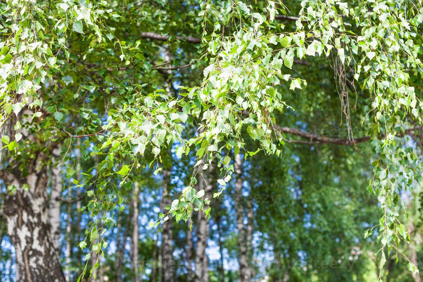 green leaves of birch tree in grove in forest photo