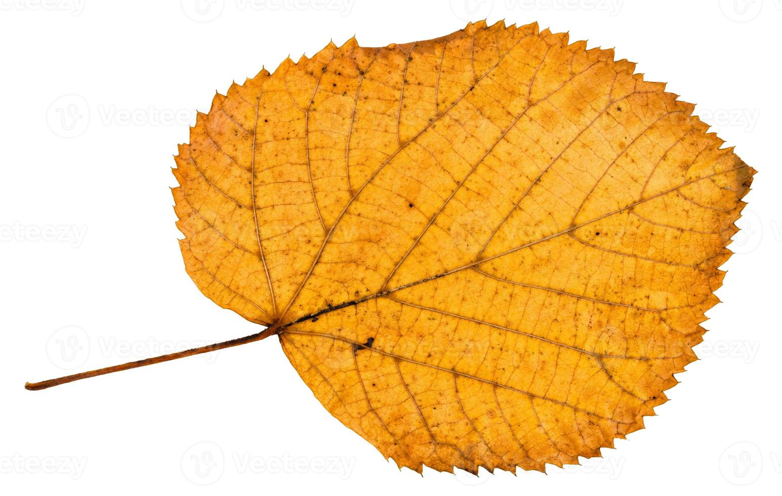 back side of fallen autumn leaf of linden tree photo