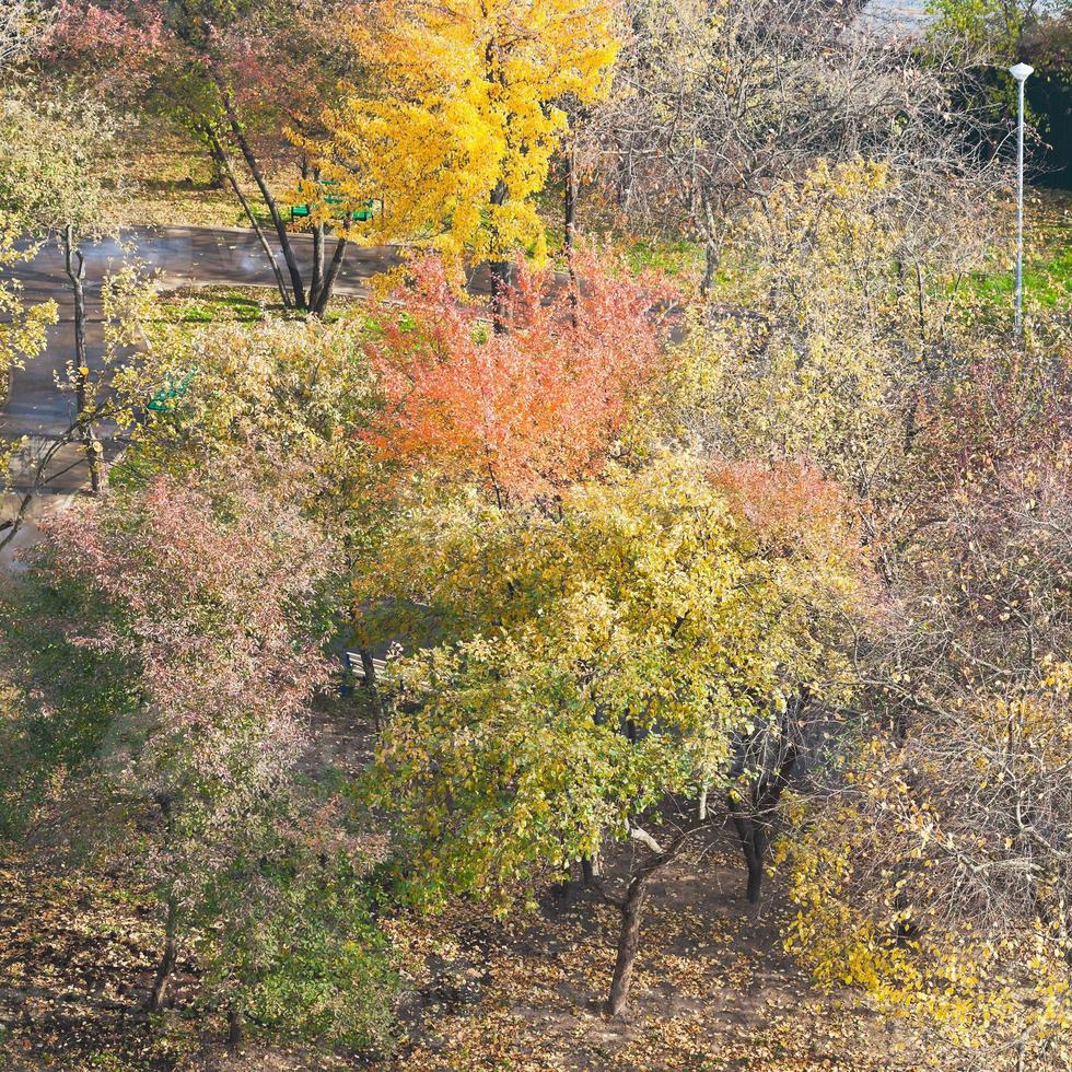 vista anterior de árboles multicolores en el jardín urbano foto