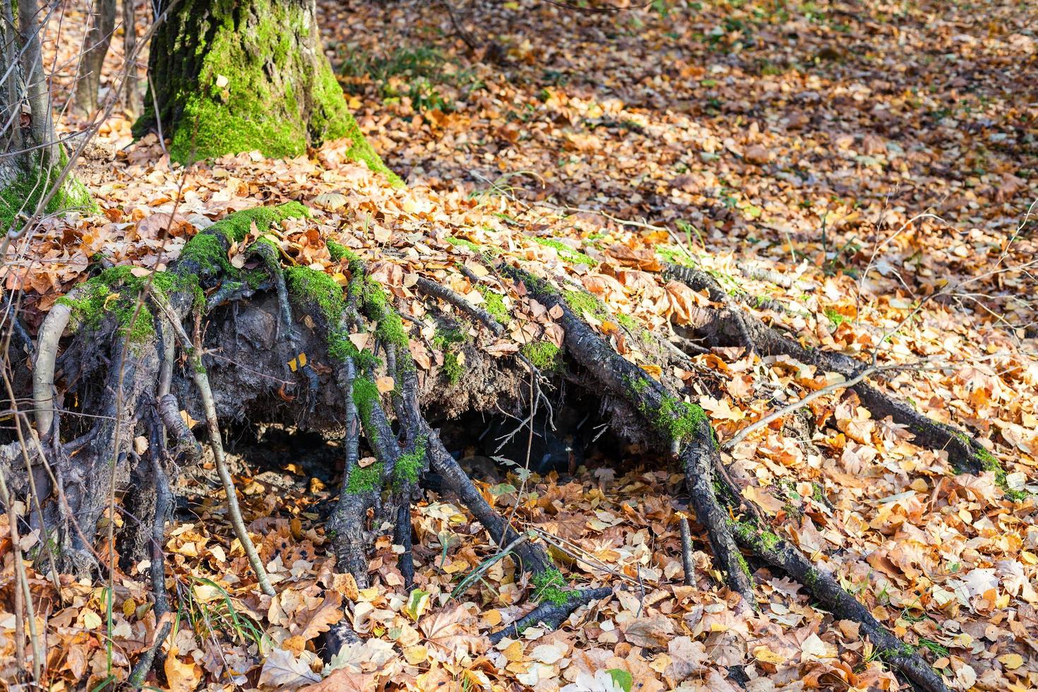 tree roots covered by lef litter in urban park photo