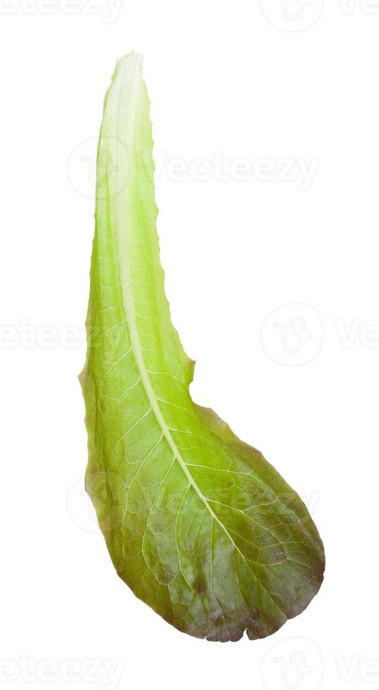 single leaf of Romaine lettuce isolated photo